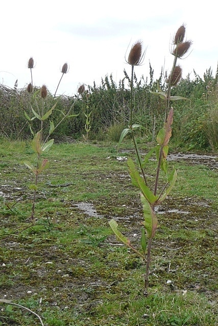 Wasteland at Grove An unused part of the former Grove airfield. Teasels are making themselves at home, growing up through the cracks in one of the former service roads.