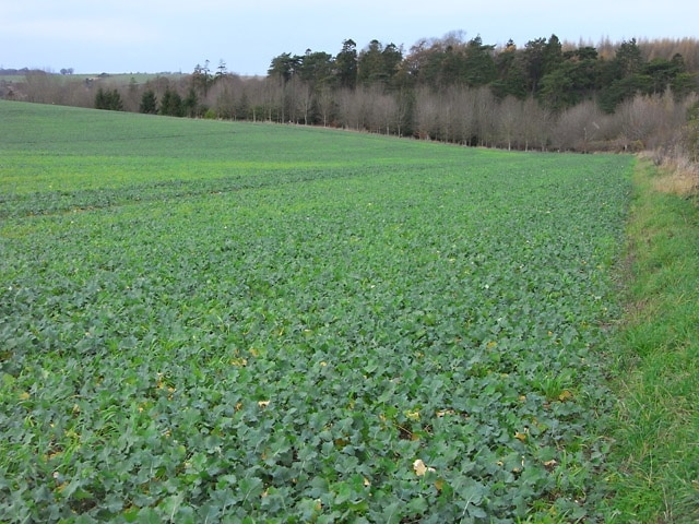 Farmland, King's Somborne A crop of oil-seed rape beside the road above Hooper's Farm.