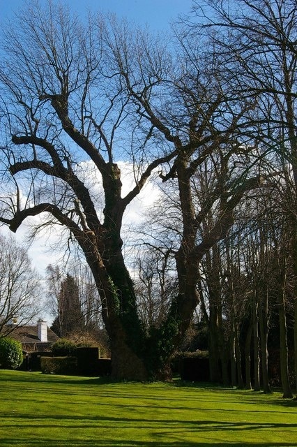 Tulip Tree. The large tree is the oldest example of a Tulip Tree Liriodendron tulipifera in the country it stands in the grounds of 718471 it was planted in 1685 see 718581. Its bark has fantastic shapes see 718604