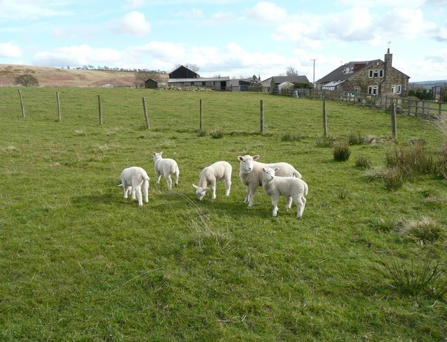 Lambs at Glovershaw, Baildon Two families out to play, the mothers not too far away. The elder two look as if they feel responsible for looking after the youngsters.