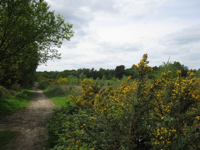 Footpath and Gorse on Yateley Common The gorse is growing well here.