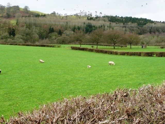 Wye valley opposite Little Hall From the B road running along the eastern side of the Wye valley. The fields nearest the river are sheep pasture. Beyond the river is the woodland of Glanwye. Overhead the rooks are excited about something.