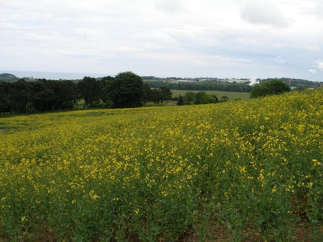 Foto „Easington Village“ von Carol Rose (CC BY-SA)/zugeschnittenes Original