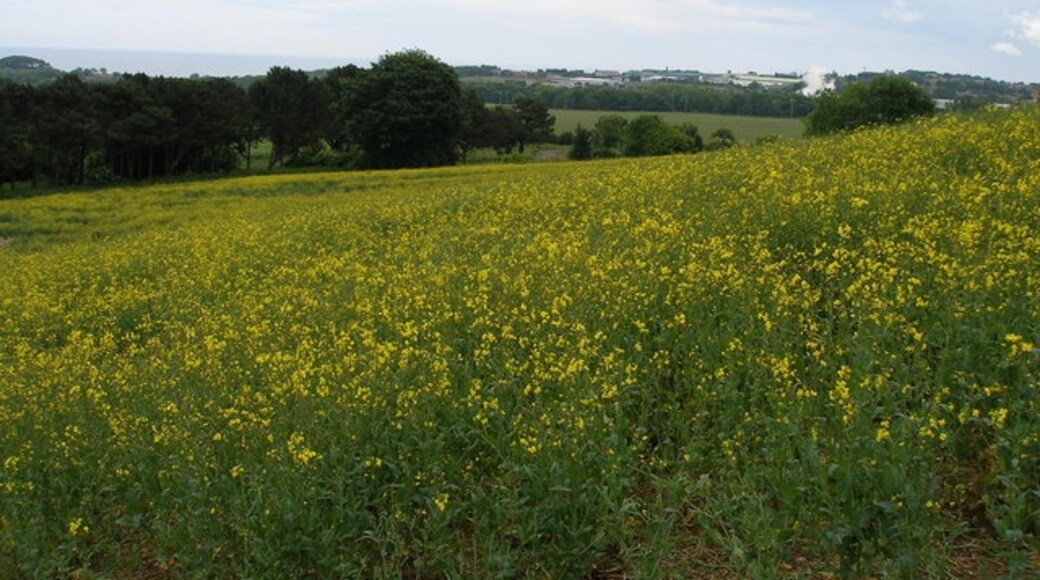 Photo "Easington Village" by Carol Rose (CC BY-SA) / Cropped from original