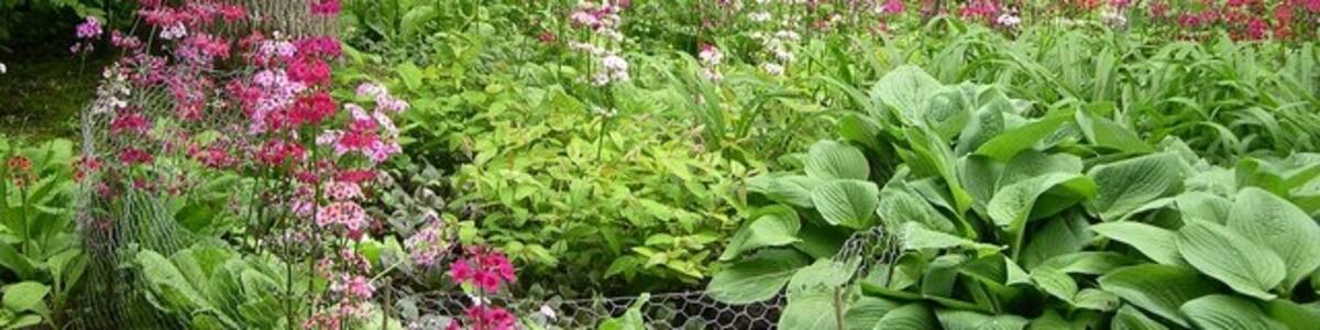 Photo "Fairhaven Water Gardens 1 A wonderful display of Candelabra Primulas with the gardens leading down to South Walsham Broad." by Colin Mitchell (Creative Commons Attribution-Share Alike 2.0) / Cropped from original