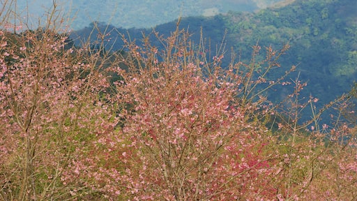 徐月春 (CC BY) 的「五峰」相片 / 裁剪自原有相片