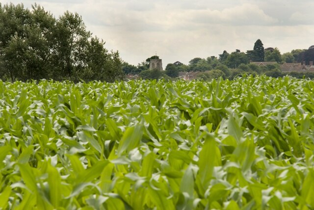 Foto „Maids Moreton“ von Paul Mills (CC BY-SA)/zugeschnittenes Original