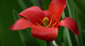 Macro view of a red tulip.