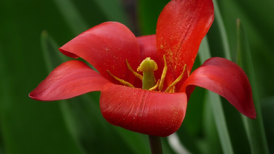 Photo "Macro view of a red tulip." by Gnu-Bricoleur (page does not exist) (Creative Commons Attribution-Share Alike 4.0) / Cropped from original