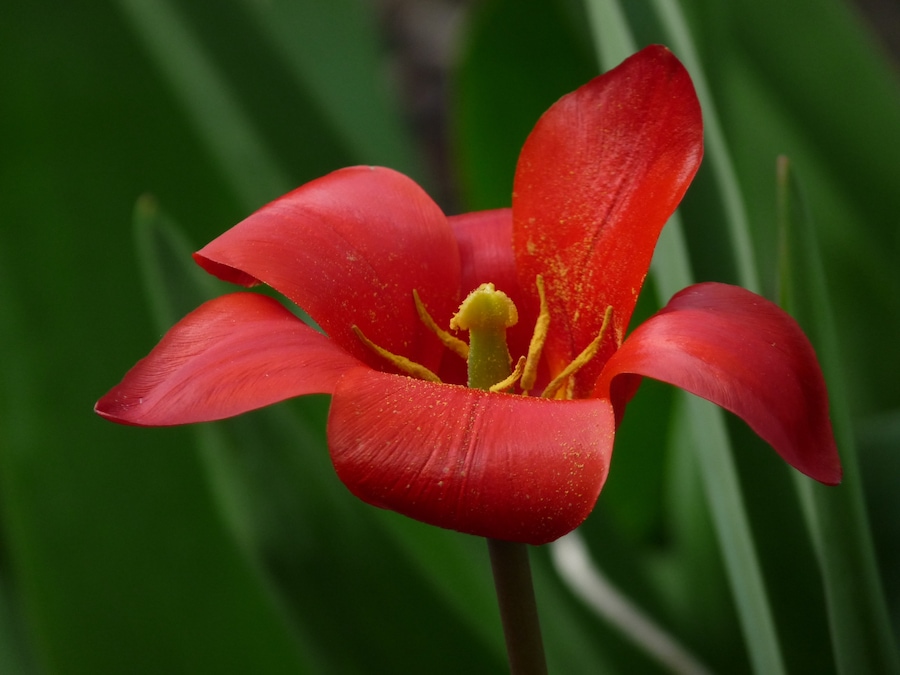 Macro view of a red tulip.