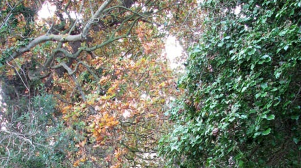 Photo "Scottow" by Evelyn Simak (CC BY-SA) / Cropped from original