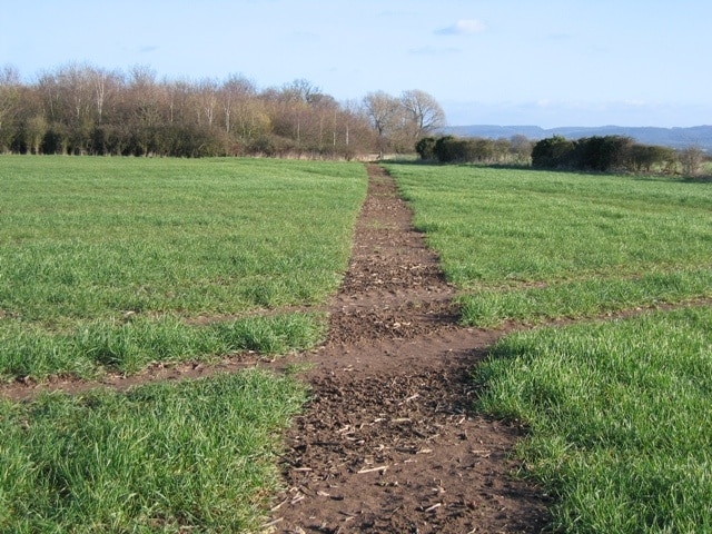 Re-instated Footpath A perfectly re-instated footpath going east from Aldford. At the hedge line ahead four paths come together.