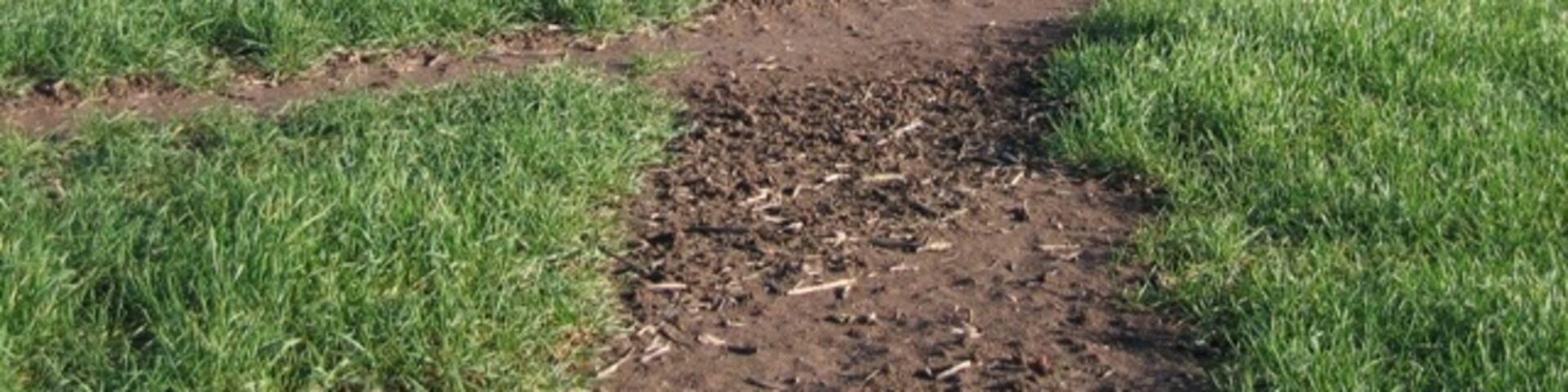 Re-instated Footpath A perfectly re-instated footpath going east from Aldford. At the hedge line ahead four paths come together.