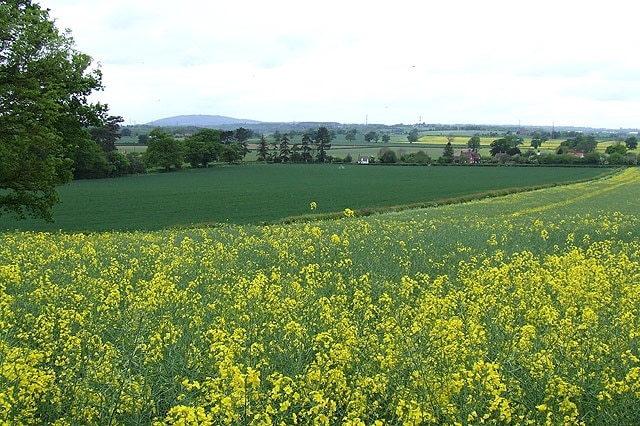 Crop Fields near Stockton, Shropshire The outline of The Wrekin is clearly seen on the skyline. A public footpath crosses these fields but has been grown over.