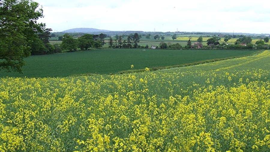 Photo "Crop Fields near Stockton, Shropshire The outline of The Wrekin is clearly seen on the skyline. A public footpath crosses these fields but has been grown over." by Roger Kidd (Creative Commons Attribution-Share Alike 2.0) / Cropped from original