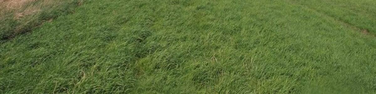 Photo "River Trent embankment, east-south-east of Ousefleet, East Riding of Yorkshire, England. Looking towards Blacktoft sand nature reserve." by Steve F (Creative Commons Attribution-Share Alike 2.0) / Cropped from original