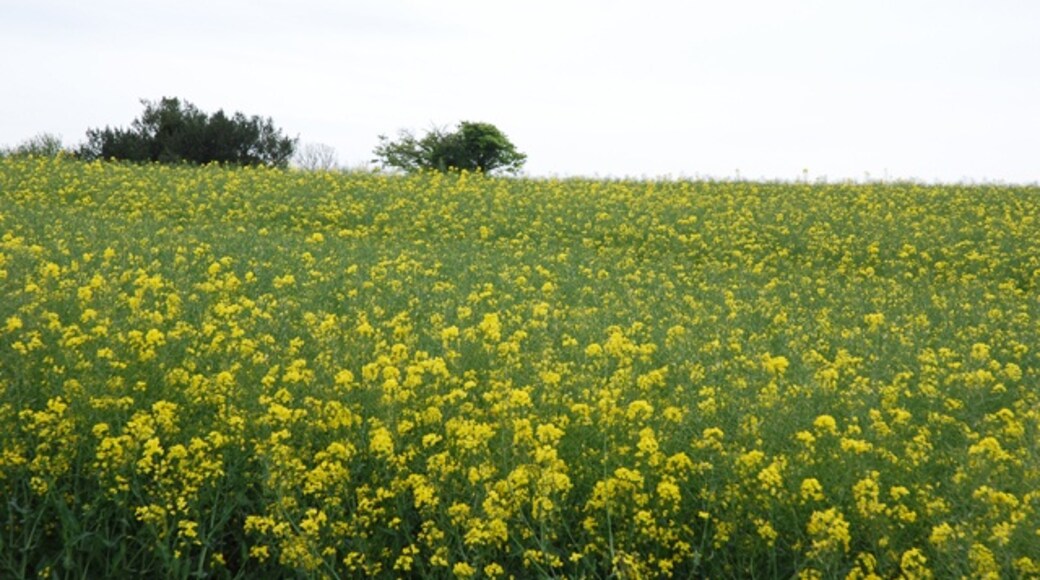 Foto "Winterborne Clenston" por Toby (CC BY-SA) / Recortada de la original