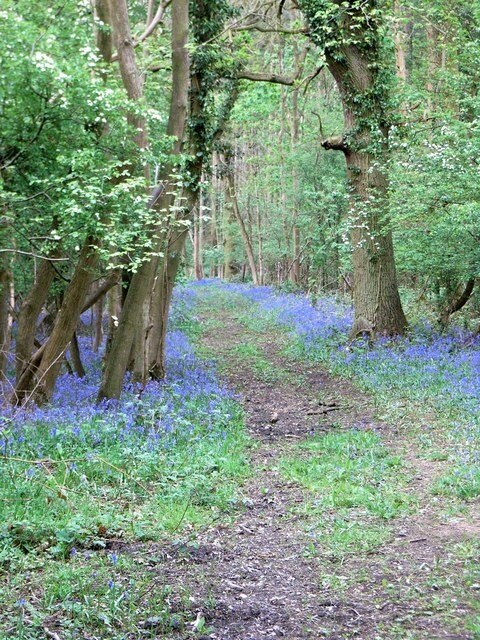 Foto “Hinton on the Green” tomada por David Luther Thomas (CC BY-SA); recorte de la original