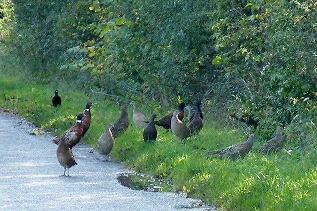 "Östra Tanfield"-foto av Terry Robinson (CC BY-SA) / Urklipp från original