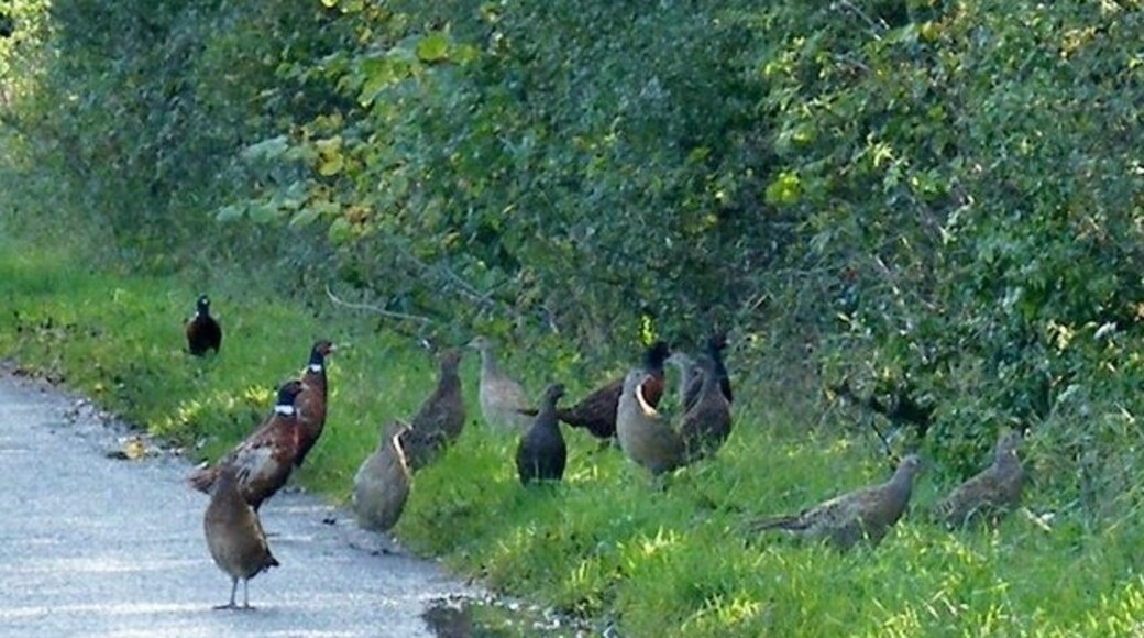 "Östra Tanfield"-foto av Terry Robinson (CC BY-SA) / Urklipp från original