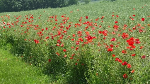 Kuva ”Scaldwell” käyttäjältä Richard Williams (CC BY-SA) / rajattu alkuperäisestä kuvasta