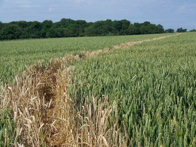 Footpath near Grittleton The footpath takes walkers across arable fields to join the Fosse Way.