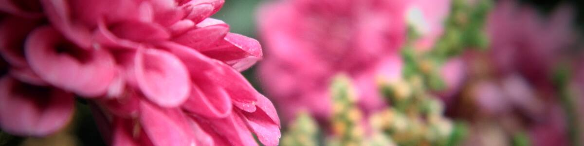 Photo "Papendorf" by Ana Secura (Creative Commons Attribution 3.0) / Cropped from original