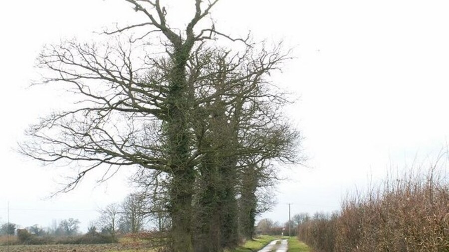 Photo "Lane The old trees on the south side of this lane contrast with the healthy hedge on the north." by Richard Rice (Creative Commons Attribution-Share Alike 2.0) / Cropped from original