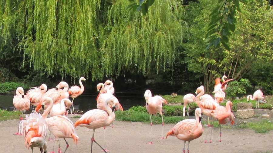 Photo "Flamingos" by fotogoocom (Creative Commons Attribution 3.0) / Cropped from original