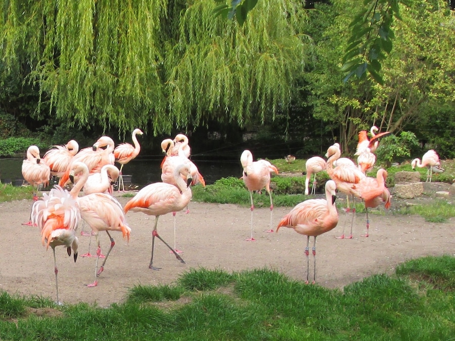 Flamingos