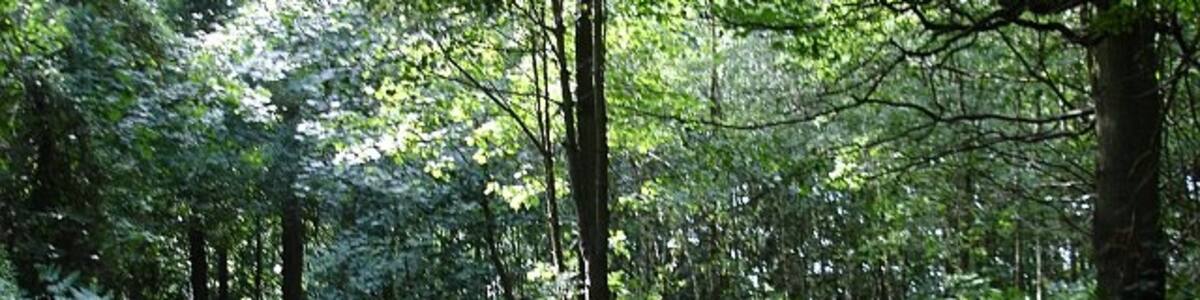 Photo "Woodland on Coldharbour Road. Not the sharpest of pics, light levels were low in the wood. The road runs diagonally through this almost square area of broadleafed woodland." by Penny Mayes (Creative Commons Attribution-Share Alike 2.0) / Cropped from original