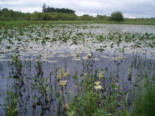 Water Lilies on small Lochan, Kinnordy Covered with water lilies and surrounded by meadowsweet.
