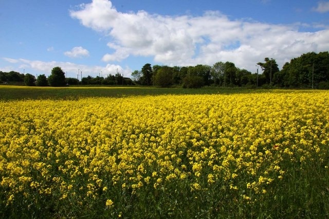 Field of rape at Rowstock