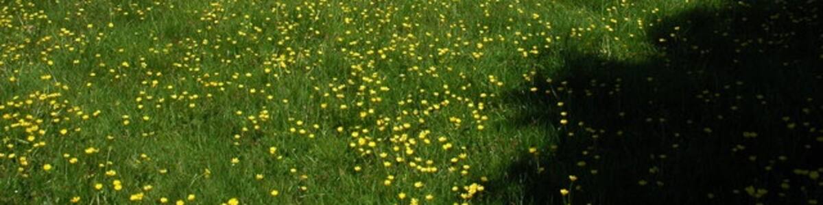 Photo "Field near Aston Cantlow" by Philip Halling (Creative Commons Attribution-Share Alike 2.0) / Cropped from original