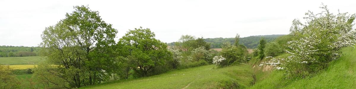 Photo "Naturschutzgebiet Beim Roten Kreuz, 14.05.2016" by Joachim Lutz (Creative Commons Attribution-Share Alike 4.0) / Cropped from original