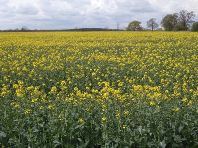 Oilseed Rape Field An oilseed rape field on the Brackenhurst estate.