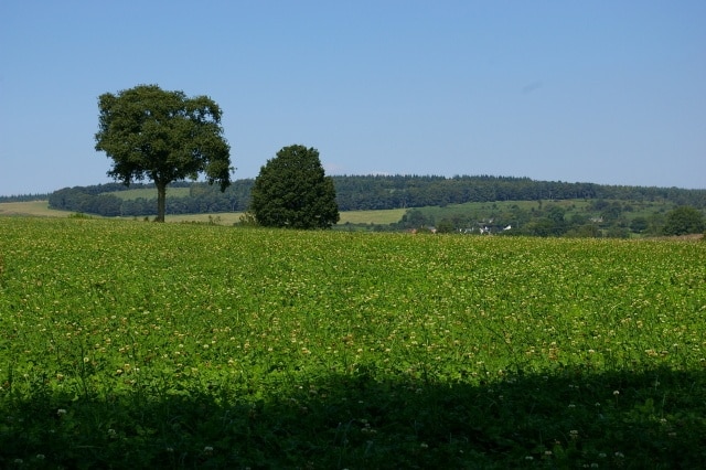 Clover field Just on the outskirts of Yarpole with Bircher Common in the distance.