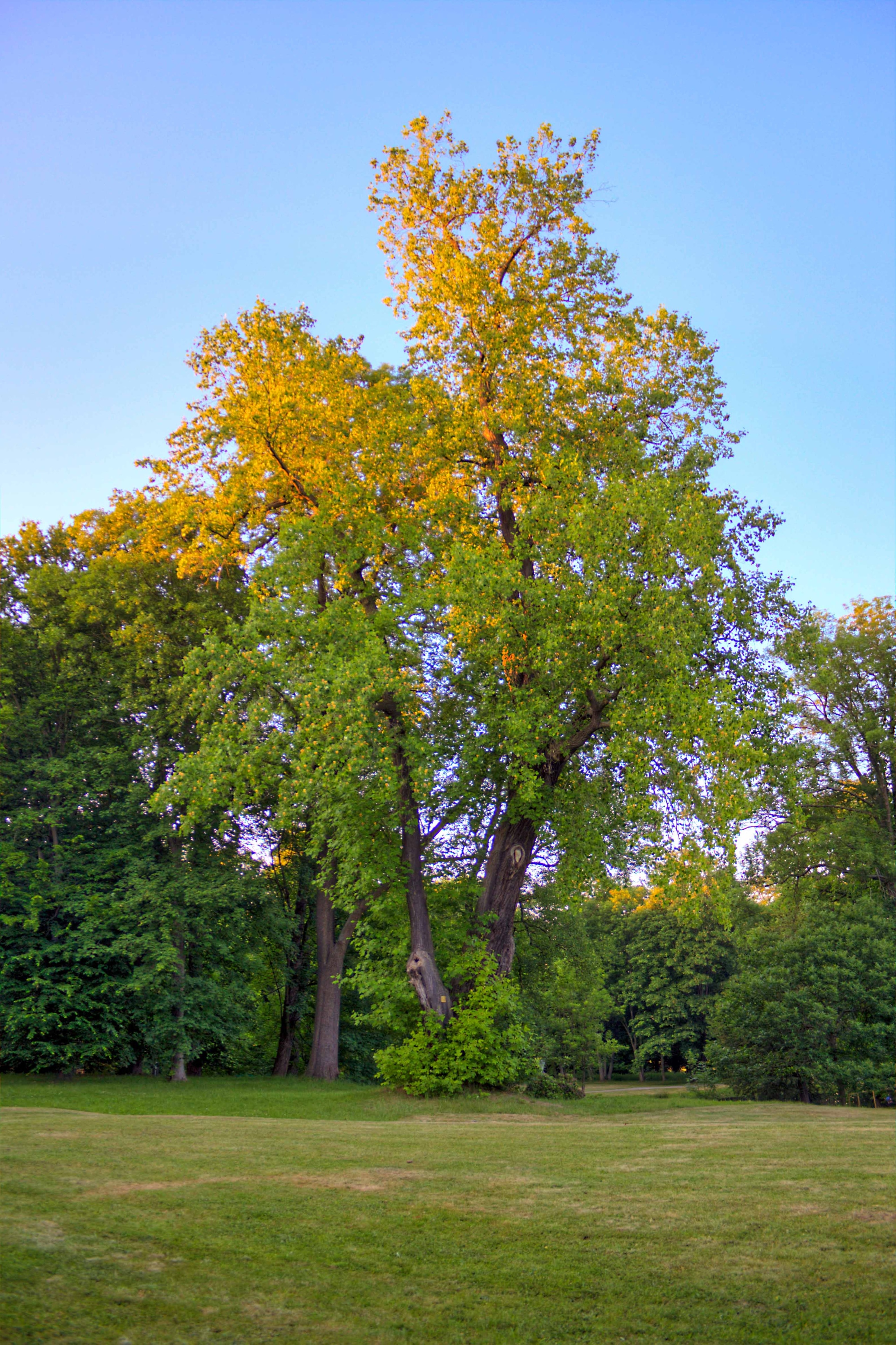 Radler59 (CC BY-SA) 的「達倫」相片 / 由原圖裁切