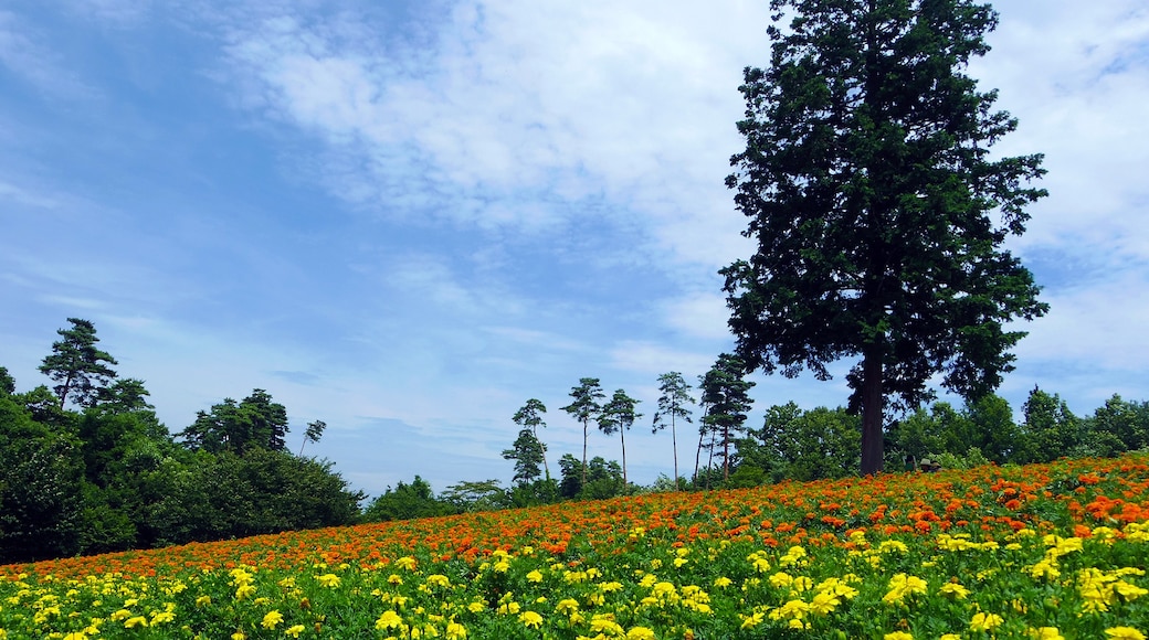 ภาพ "สวนดอกไม้ทตโตะริ ฮานะคาอิโระ" โดย Hiroaki Kaneko (CC BY-SA) / ตัดภาพจากขนาดต้นฉบับ