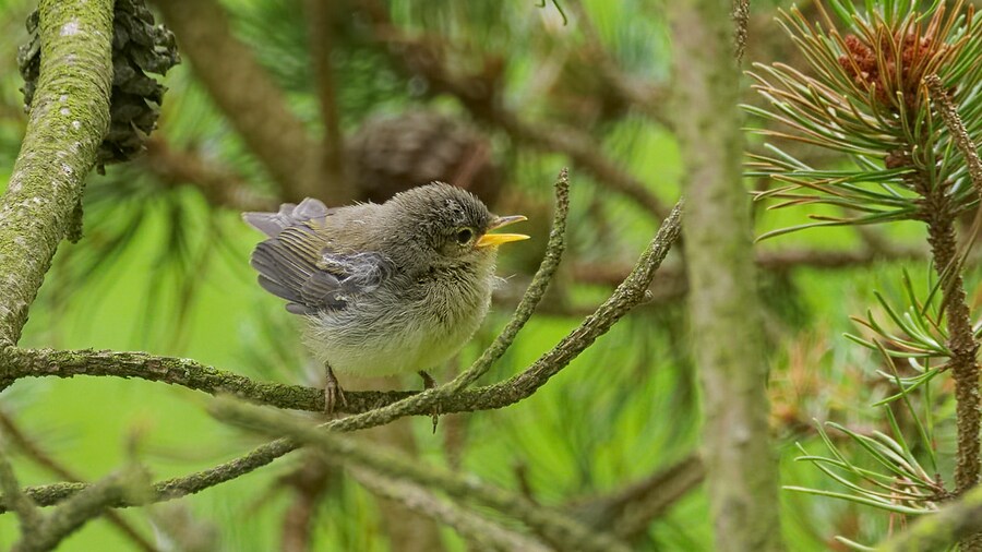 Photo "Common chiffchaff - Phylloscopus collybita, young bird. Taken by the Westensee in Felde, Schleswig-Holstein, Germany." by Hockei (Creative Commons Attribution-Share Alike 4.0) / Cropped from original