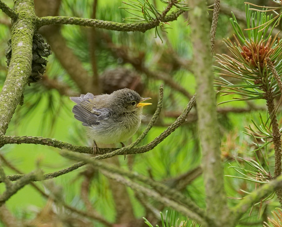 Common chiffchaff - Phylloscopus collybita, young bird. Taken by the Westensee in Felde, Schleswig-Holstein, Germany.