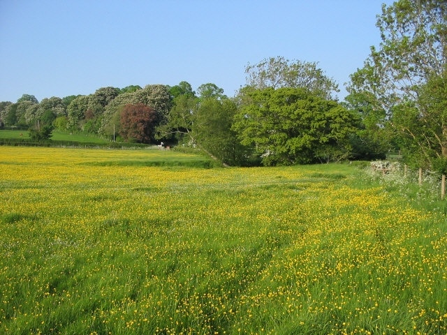 Field off Back Lane, Curry Rivel