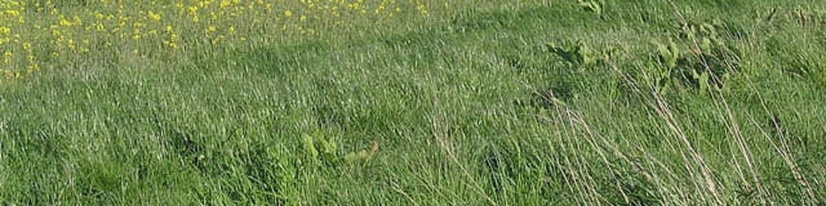 Photo "Thrunton Mill Farm" by Walter Baxter (Creative Commons Attribution-Share Alike 2.0) / Cropped from original