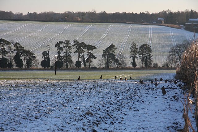 Ảnh "Westley" của Bob Jones (CC BY-SA) / Cắt từ ảnh gốc