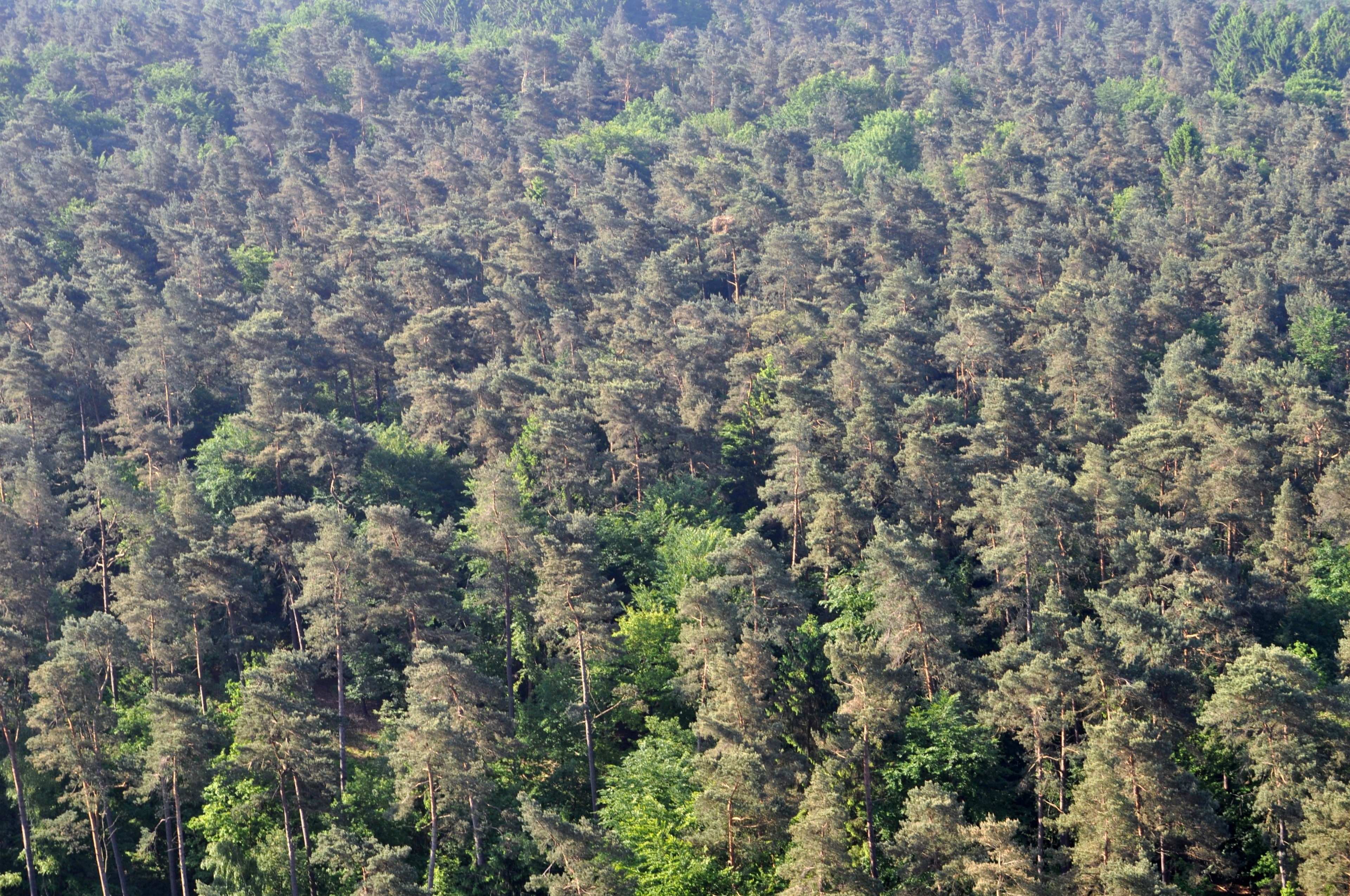 Photo "Eißendorf" by Ajepbah (CC BY-SA) / Cropped from original