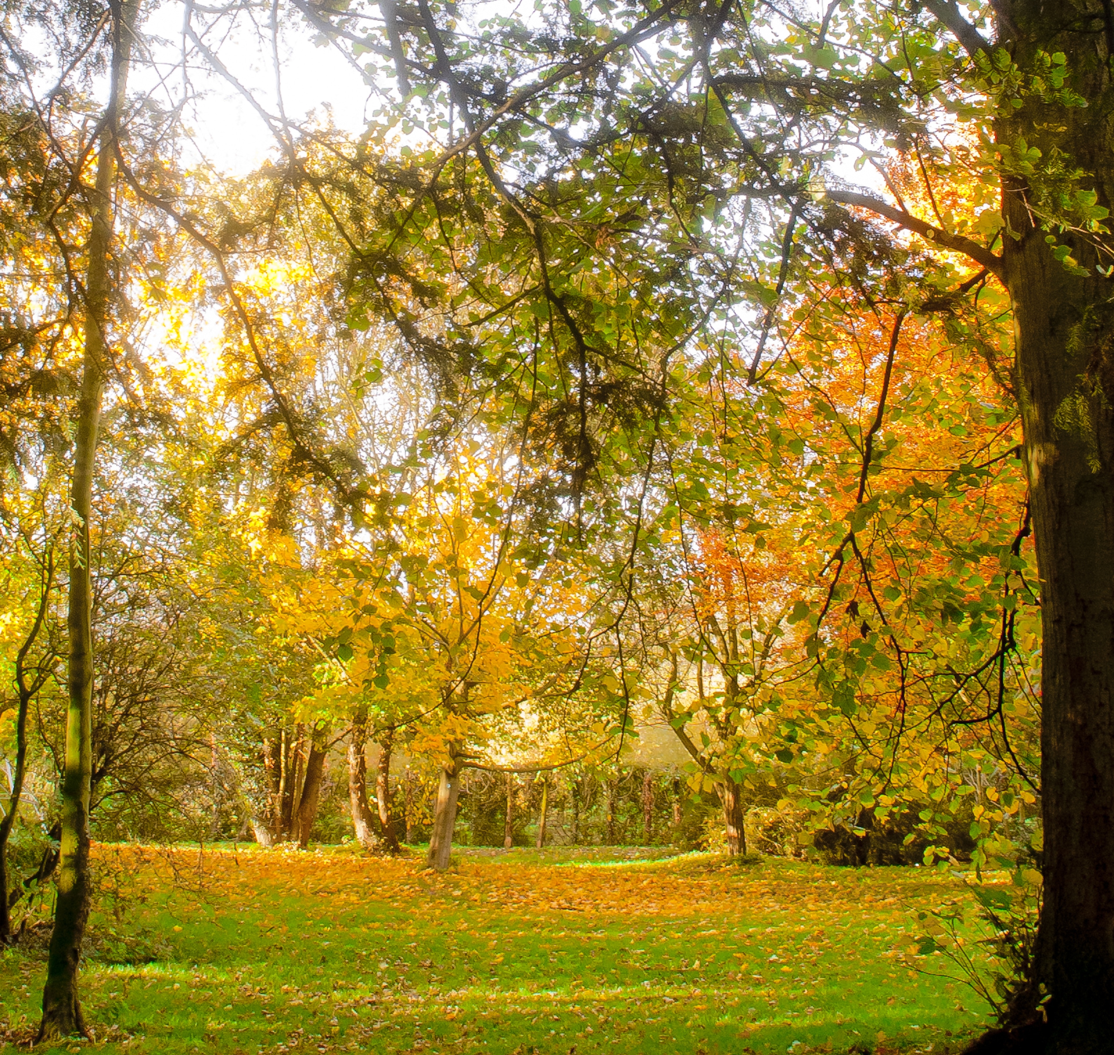 Foto “Langton” tomada por Thomas Tolkien (CC BY); recorte de la original