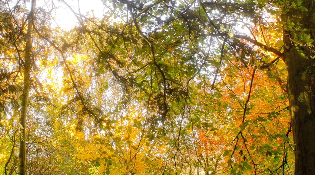 Photo "Langton" by Thomas Tolkien (CC BY) / Cropped from original