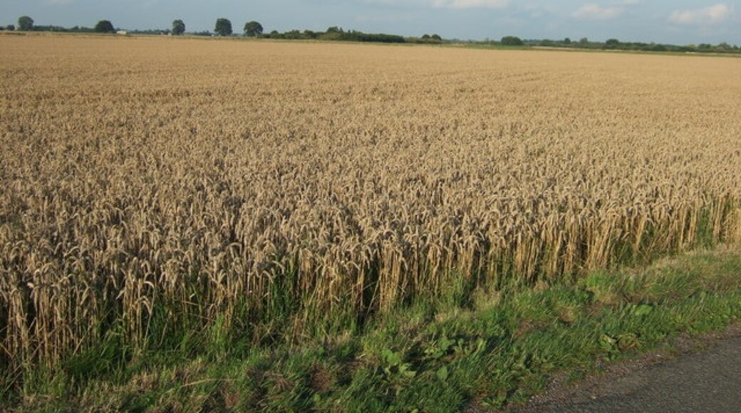 Photo "Gorefield" by Richard Humphrey (CC BY-SA) / Cropped from original