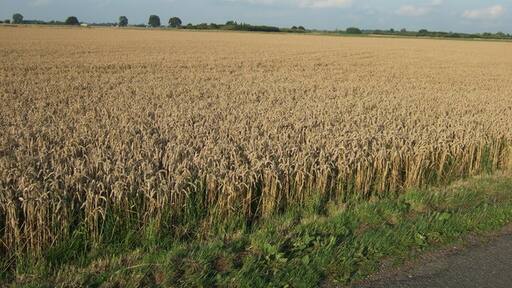 Photo "Gorefield" by Richard Humphrey (CC BY-SA) / Cropped from original