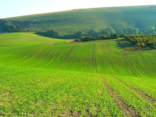 Farmland in the lee of Inkpen Hill In the background is Inkpen Hill, out of this square. The rather geometric plantation in the middle distance is on the southern boundary of the square. In the foreground is what I suspect is next year's oilseed rape crop.